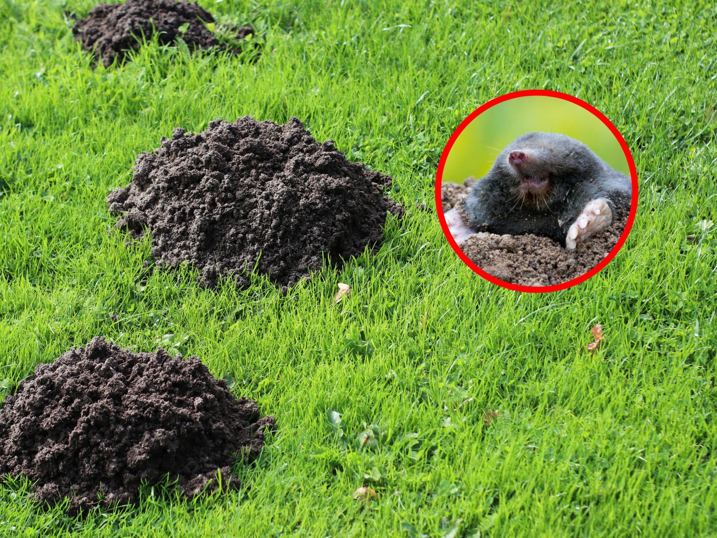 Zasadź tę tanią roślinę. Krety będą trzymały się z daleka