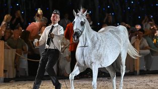 Janów Podlaski: Pride of Poland. Konie arabskie sprzedane