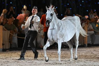 Janów Podlaski: Pride of Poland. Konie arabskie sprzedane