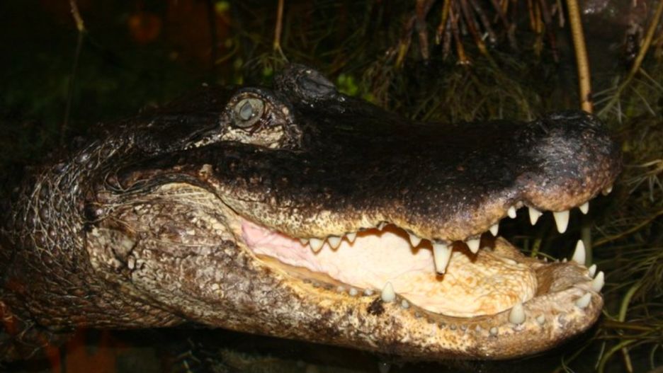 Płock. Ogród Zoologiczny obchodzi siedemdziesiąt lat istnienia. A jego najstarsza rezydentka, aligatorka Marta, ma właśnie 91. urodziny