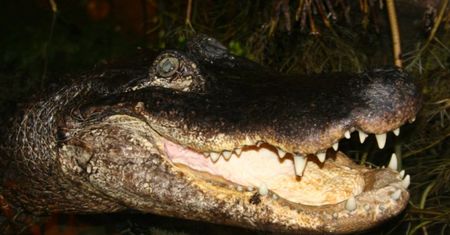 Płock. ZOO obchodzi siedemdziesięciolecie. A najsłynniejsza aligatorka kończy 91 lat