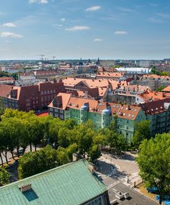 W centrum Szczecina wycięto 200 drzew. "Spodziewaliśmy się tego"