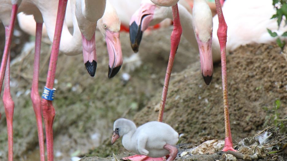 To pierwsze narodziny flaminga w gdańskim zoo
