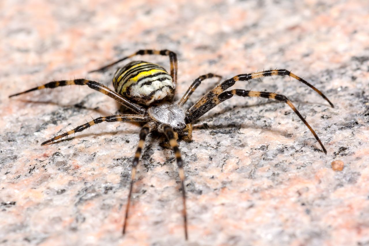 Nawet się nie zbliżaj. Jadowity pająk żeruje w całej Polsce
