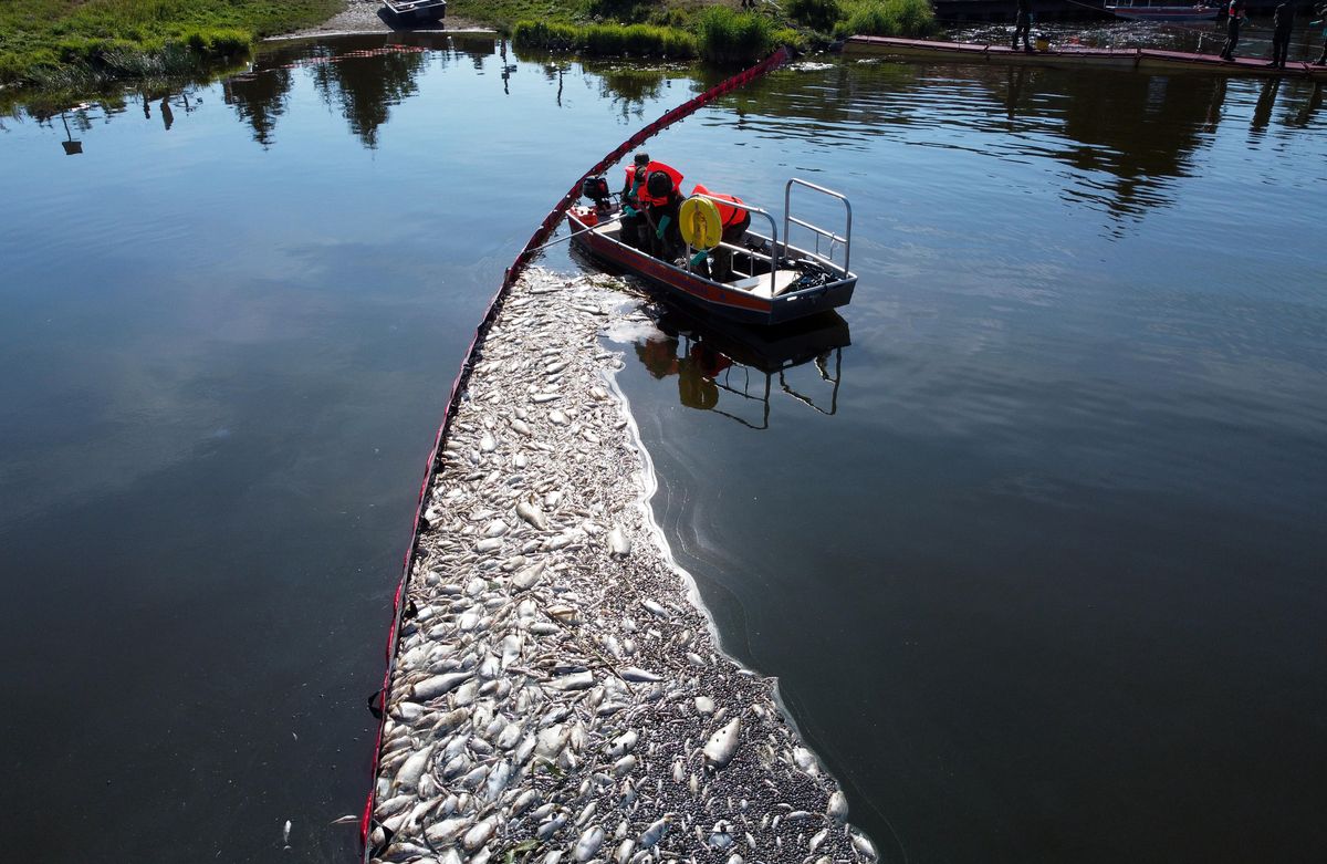 Akcja oczyszczania Odry ze śniętych ryb przy użyciu zapory elastycznej w Widuchowej