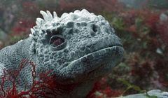 Nowa seria dokumentalna „Szpiedzy w oceanie” od 16 lipca w BBC Earth (zdjęcia)