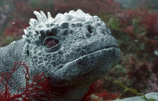 Nowa seria dokumentalna „Szpiedzy w oceanie” od 16 lipca w BBC Earth (zdjęcia)