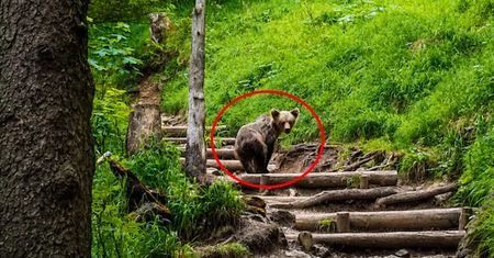 Nowy plan na niedźwiedzie. Użyją "amunicji niepenetrującej"