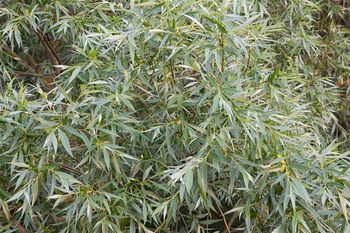 Chcesz posadzić przy domu? Prosisz się o kłopoty. Wielu pożałowało