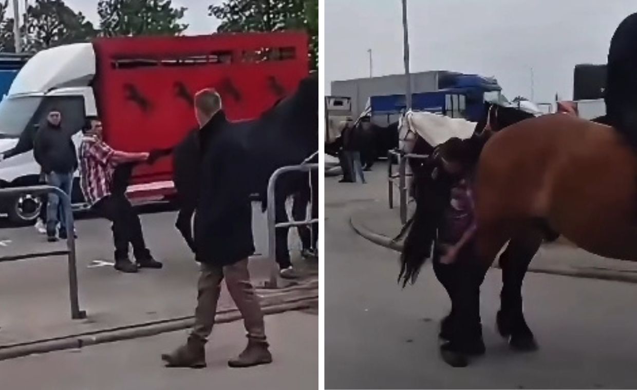 Skandal na Targach Końskich w Pajęcznie: Brutalny atak na konie