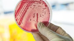 Wykorzystanie bakterii jako żywego antybiotyku