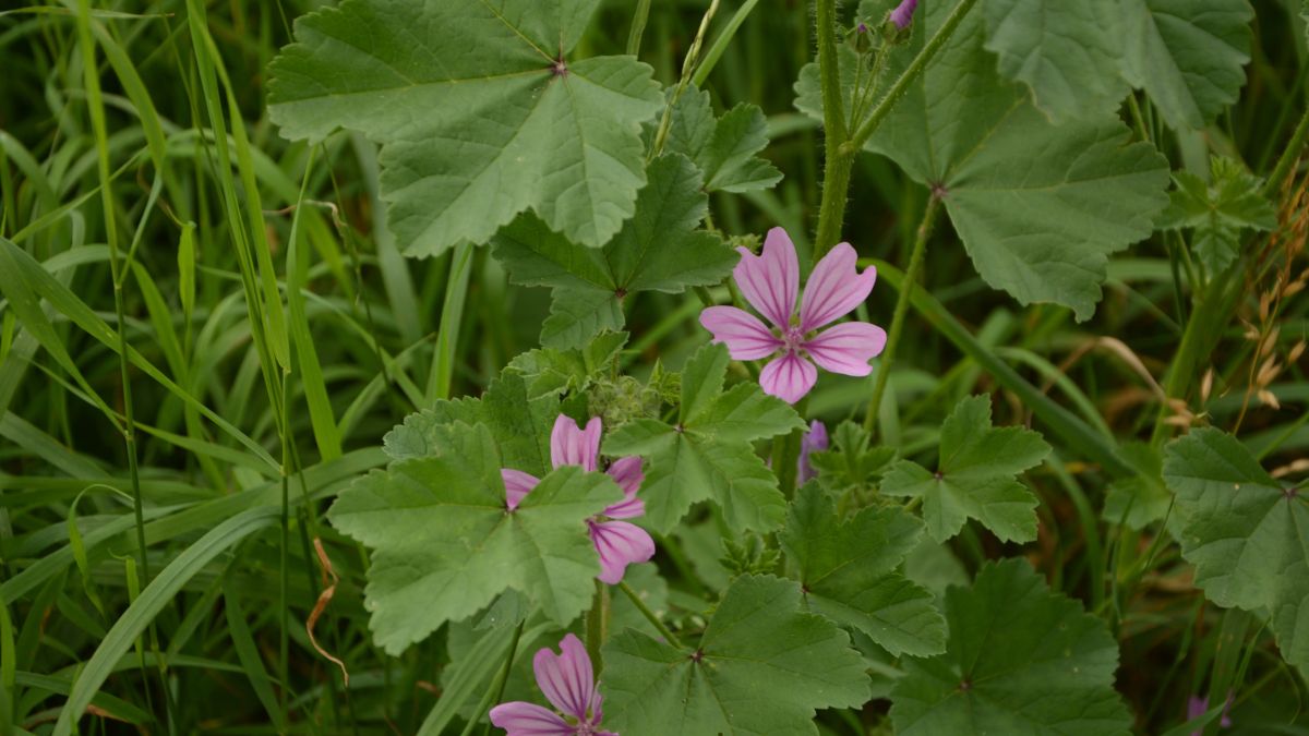 Chlebek boży, czyli ślaz zaniedbany.