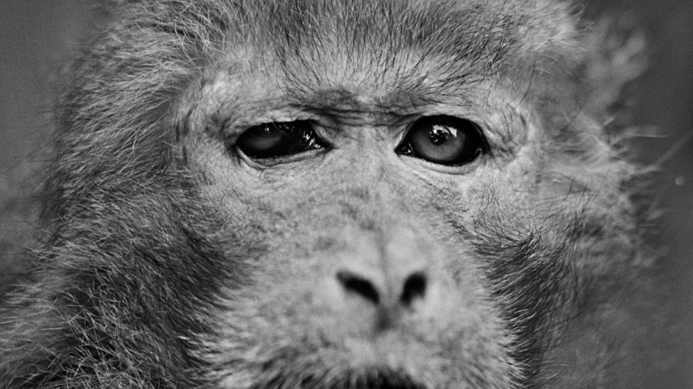 Bardziej ludzkie od ludzi. Wyjątkowe portrety zwierząt autorstwa Jacka Kusza [wywiad] 1