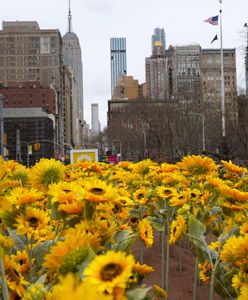 День Соборності України: в Нью-Йорку висадили 355 соняшників