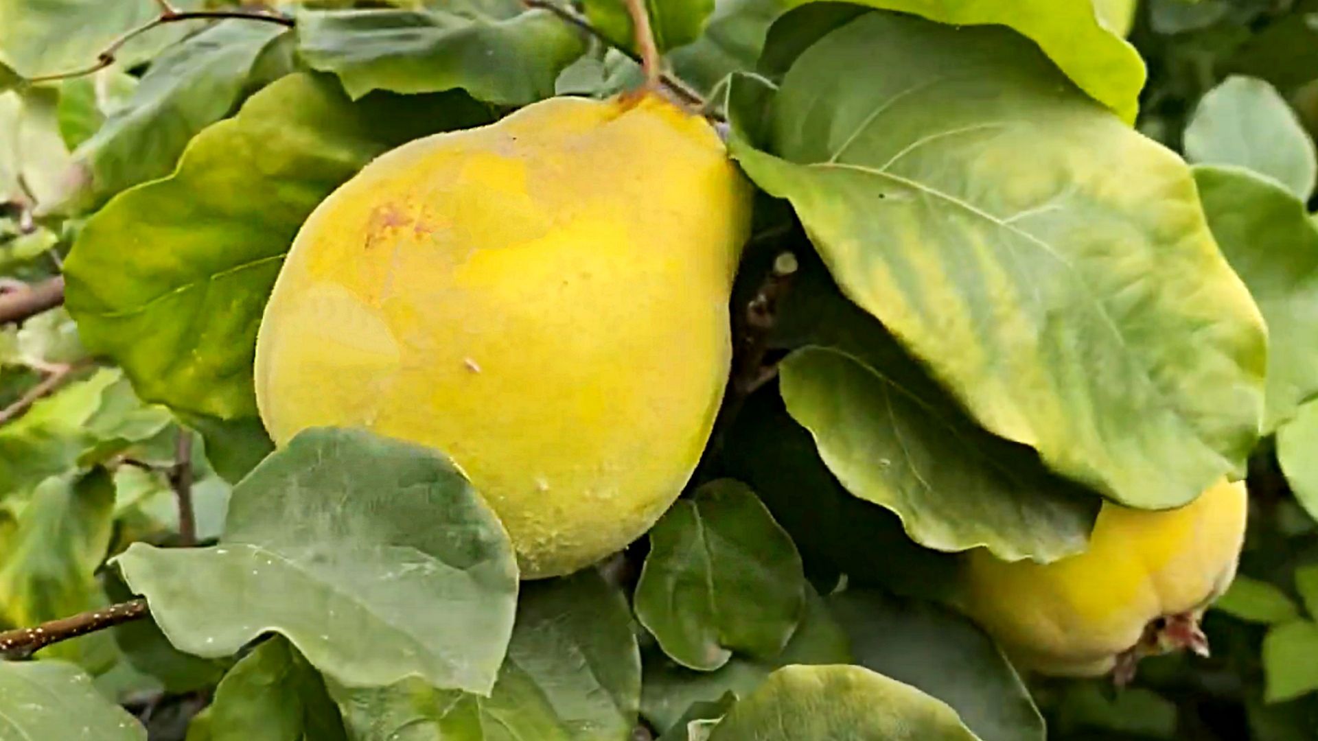 Pigwa to owoc, który łączy smak, aromat i naturalne wsparcie dla organizmu.