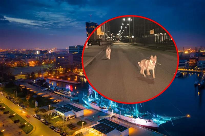Rzekome wilki widziane były w Gdyni