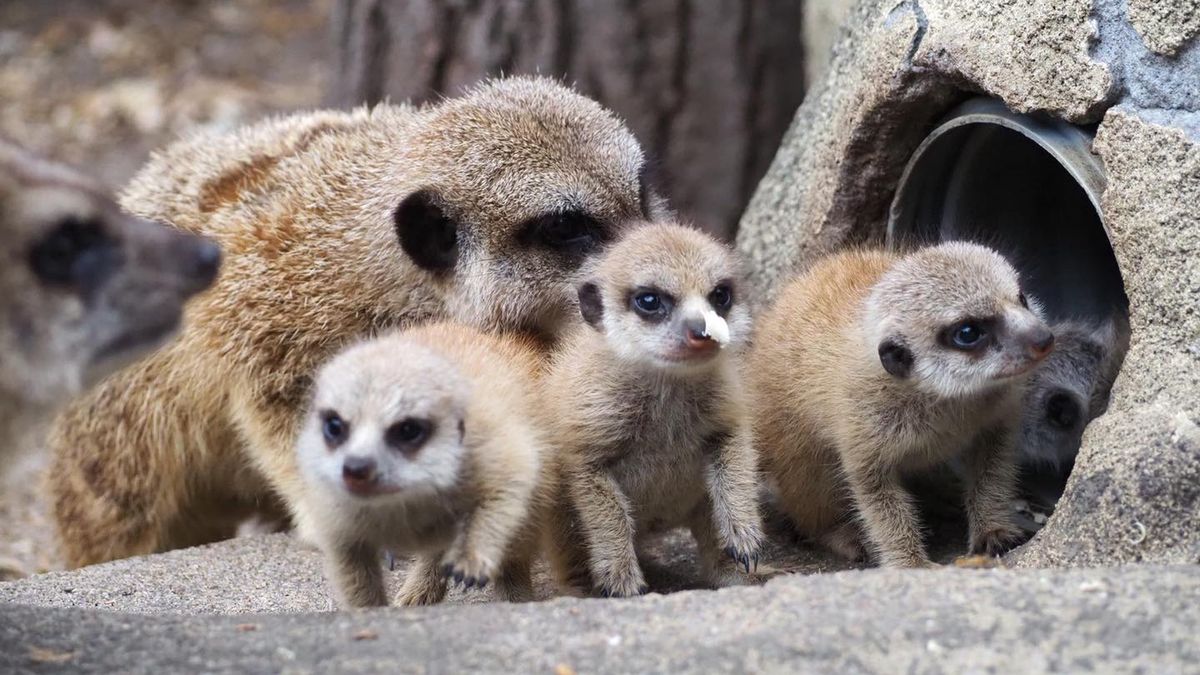 Nowe surykatki w warszawskim zoo