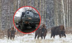 Nie żyją trzy żubry. Wojskowi pójdą do więzienia?