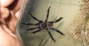 Naukowcy potwierdzili. To nowy gatunek tarantuli