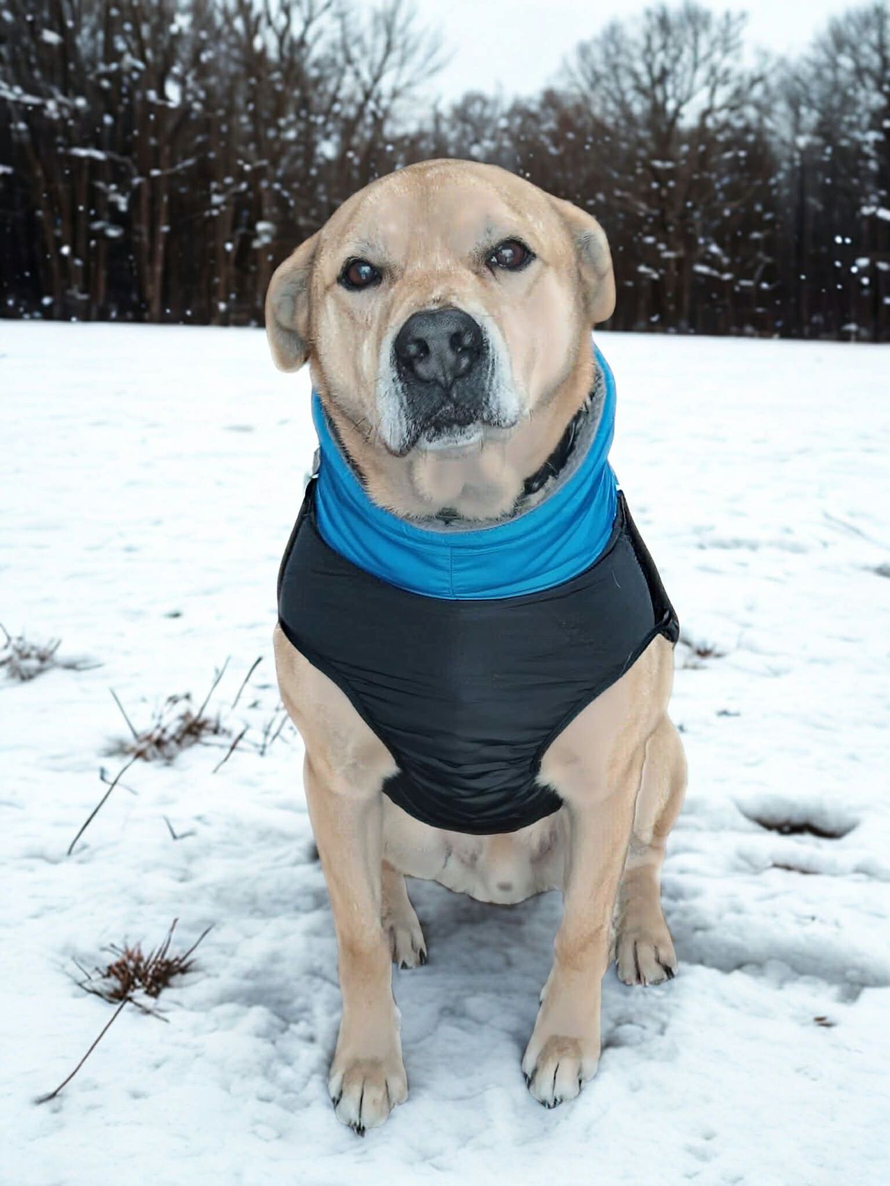 Silny mróz - zwierzaki potrzebują domów