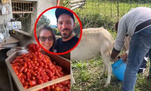 Kupili gaj oliwny na Sycylii. Polacy zdradzają kulisy życia na wsi