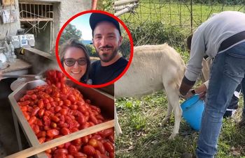 Kupili gaj oliwny na Sycylii. Polacy zdradzają kulisy życia na wsi
