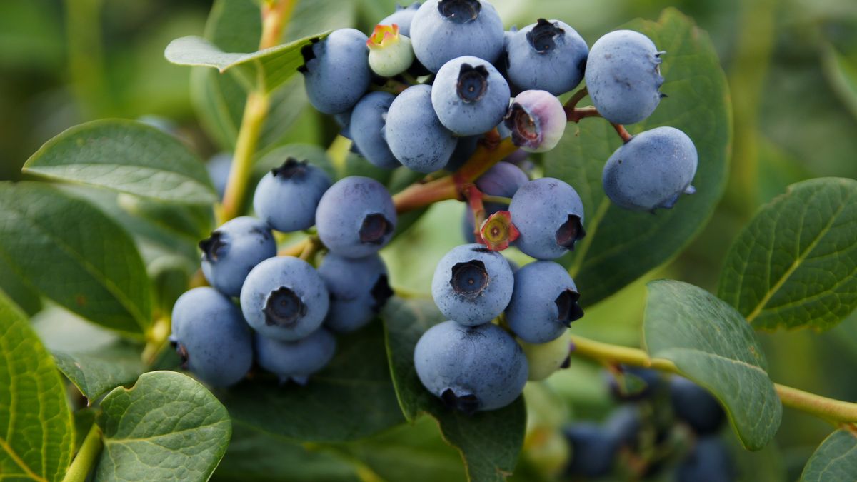 SONY DSC
borówka, jagoda, owoc, jedzenie, swieże, soczyste, duże, jagody, makro, deser, dieta, ogrodnictwo, naturalny, ogród, witaminy, sezon, antyoksydanty, antocyjany, ekologiczne, pyszne, sad, sadownictwo, przyroda, smaczne, krzew, sadzonka, rolnictwo, odmiana, vacinnium corymbosum, plantacja, uprawa