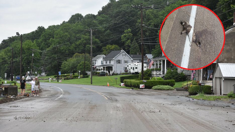 Potrącony szop na drodze