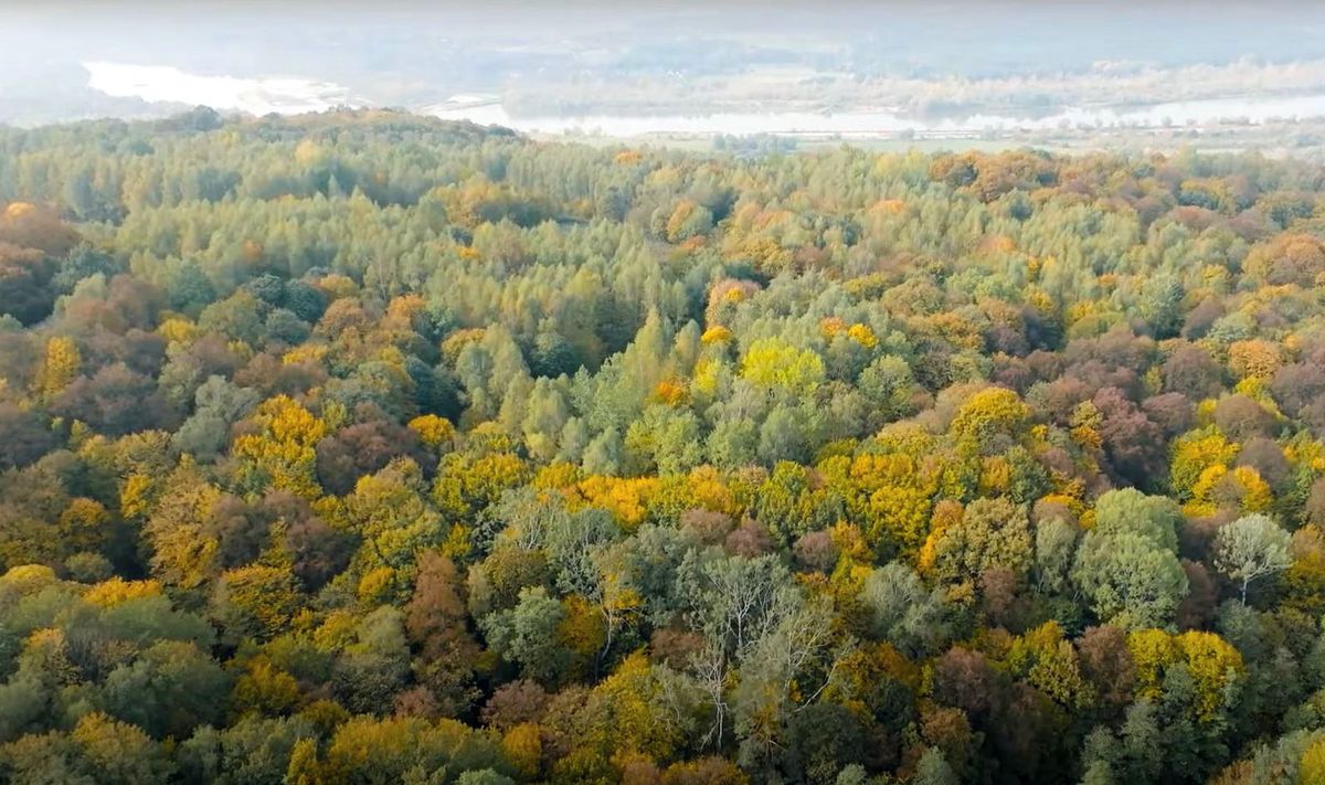 Las na Zawsze Wirtualnej Polski rośnie w Bochotnicy