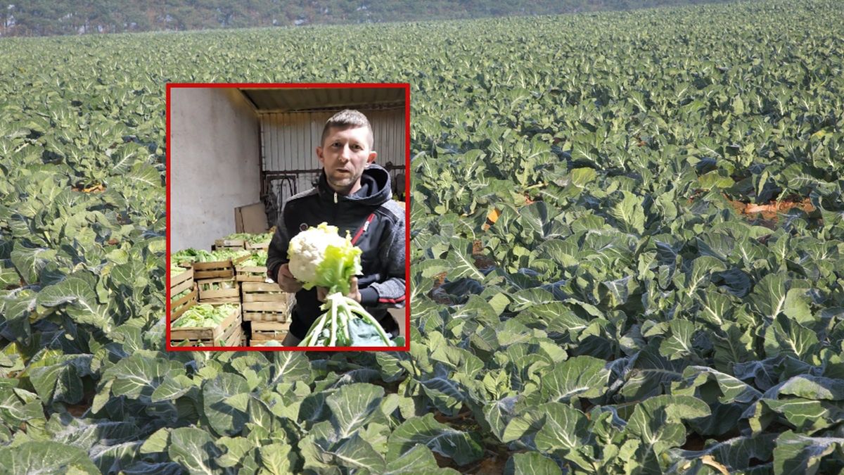 Rolnik sprzedaje kalafior za 5 zł.