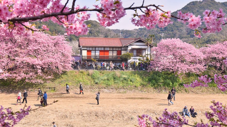 Japonia, święto kwitnącej wiśni 