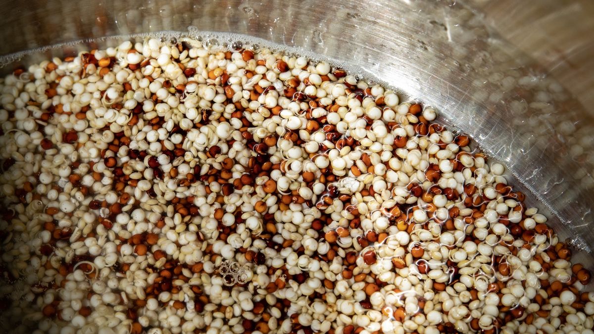 Rinsed and soaked quinoaQuinoa is a flowering plant in the amaranth family. Quinoa is not a cereal grain. Quinoa is a seed that is harvested from a tall, leafy plant that is not a cereal grass; that's a relative of spinach, beets and chard.Photographer, Basak Gurbuz Derma