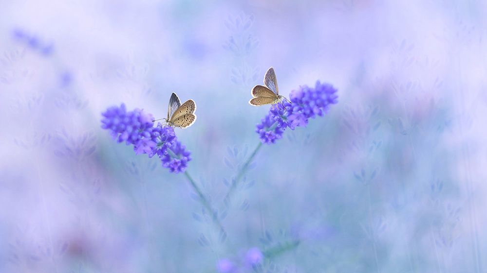 Tri Setyo Widodo zamyka cudowny mały świat w dopracowanych kadrach 1