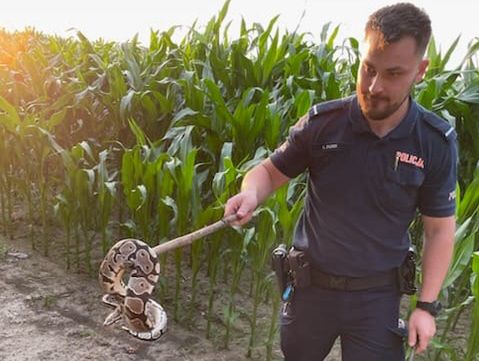 Policjanci schwytali pytona królewskiego