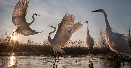 Poznaliśmy zwycięzców konkursu National Geographic Nature Photographer of the Year 2016