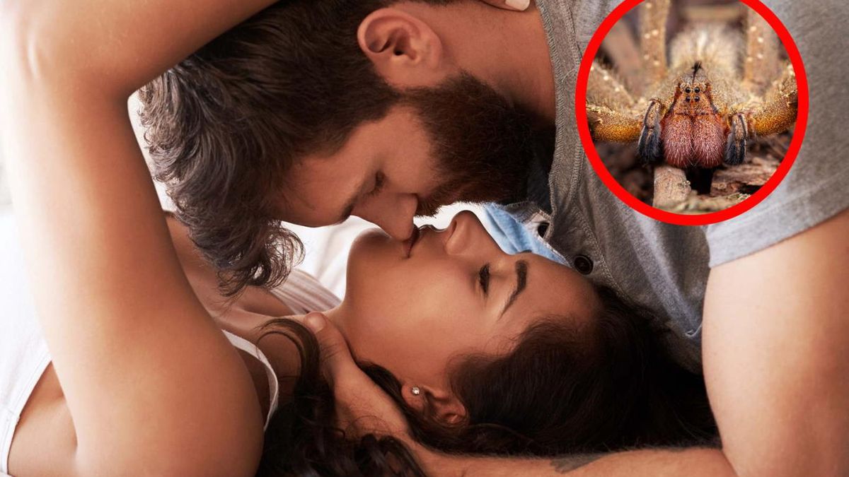 Powoduje śmierć tkanek i może grozić amputacją. Jednak jad pająka jest też alternatywą dla Viagry