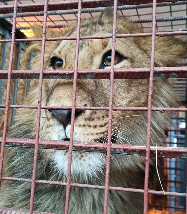 Pierwsze uratowane zwierzęta z Ukrainy dotarły do Poznańskiego Zoo
