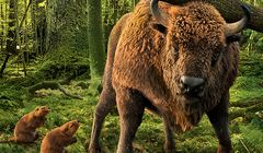 Żubr, na którym opiera się bal, reklamuje piwo Żubr (wideo)