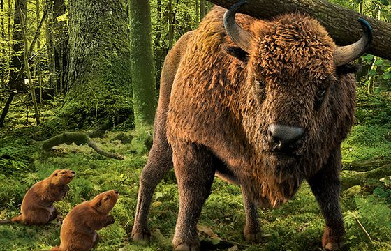 Żubr, na którym opiera się bal, reklamuje piwo Żubr (wideo)