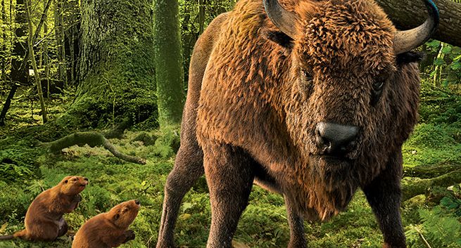 Żubr, na którym opiera się bal, reklamuje piwo Żubr (wideo)