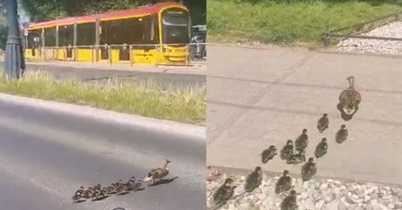 Kacza rodzinka zablokowała ruch w centrum Warszawy. "Nikt nie protestował"