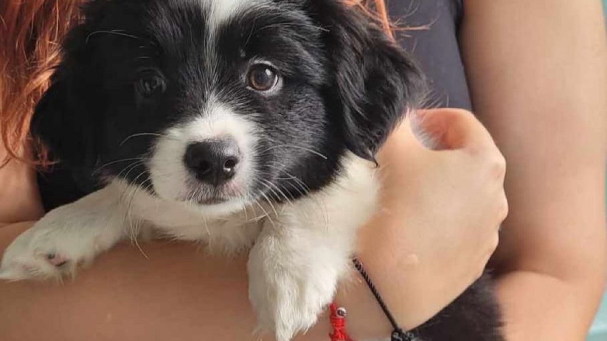 8-tygodniowe szczenię już pod opieką fundacji