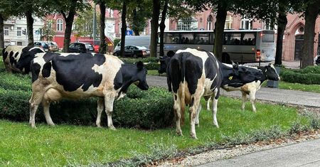 Krowy w centrum Słupska. Konieczna była interwencja policji