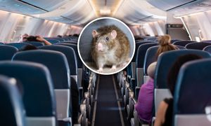 Biegał między siedzeniami. Samolot został uziemiony na ponad 30 godzin