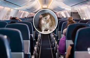 Biegał między siedzeniami. Samolot został uziemiony na ponad 30 godzin