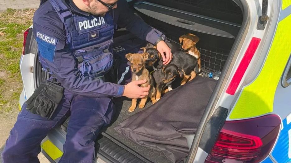 Policjanci z Wilczyńca uratowali pięć małych psiaków.