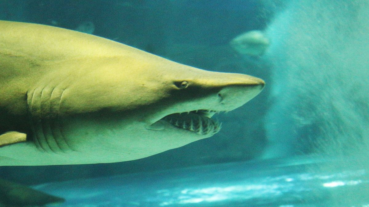 Przebadano rekiny. W ich organizmie znajdowała się kokaina.