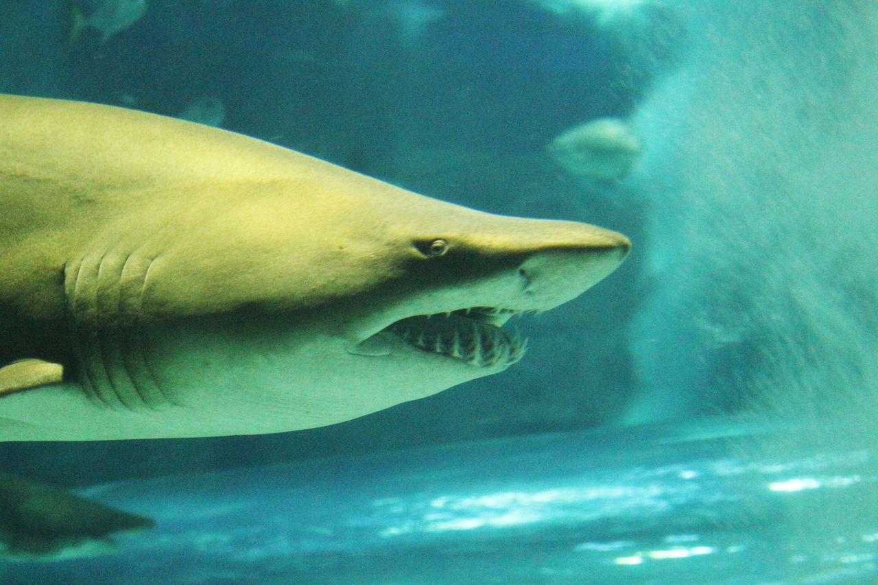 Cocaine-laden sharks raise alarm in Brazilian waters