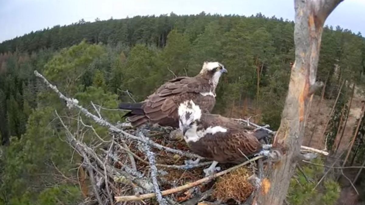 Rybołowy wróciły do Nadleśnictwa Nidzica