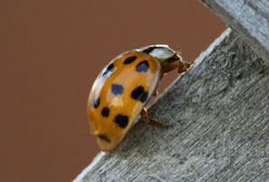 Inwazja azjatyckich biedronek! Są groźniejsze niż wyglądają